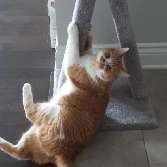 COPY - New A-Frame Cat Scratching Post - Picture 3 of 10